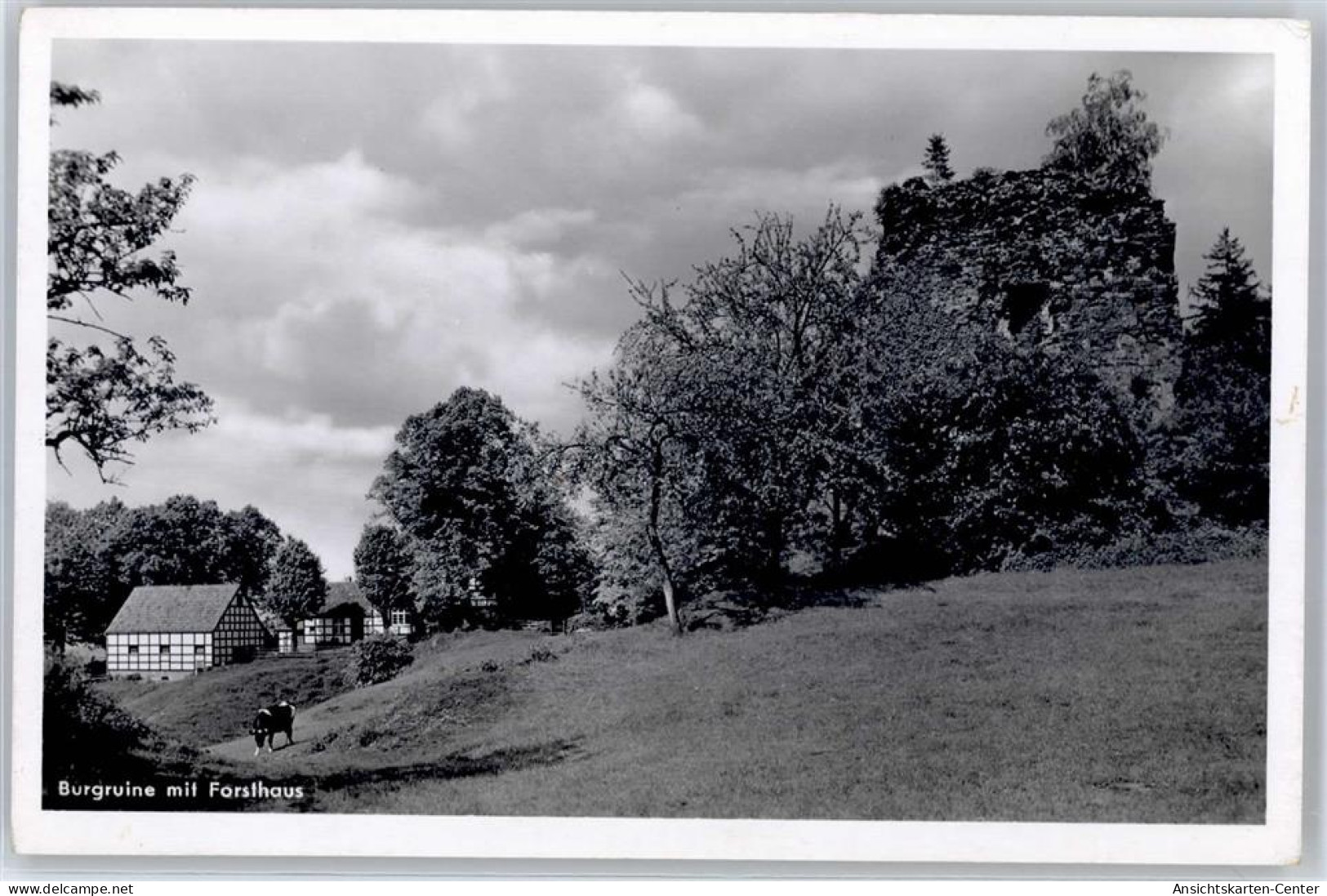 51430816 - Boerninghausen