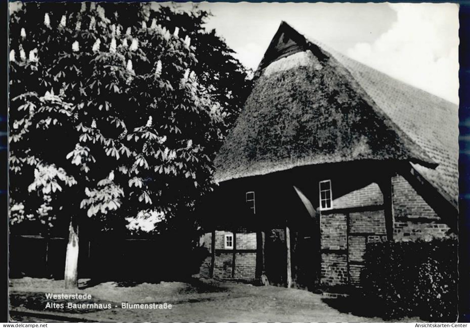 51652439 - Westerstede