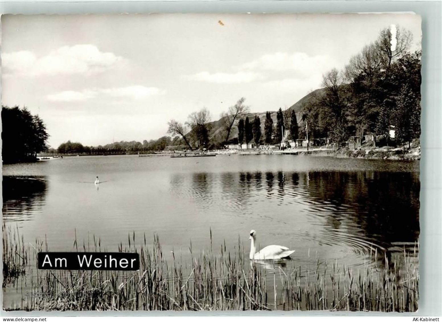52477 W5110 Alsdorf , Rheinl Foto AK Am Weiher Schwan Ort handschriftlic... - 39778565