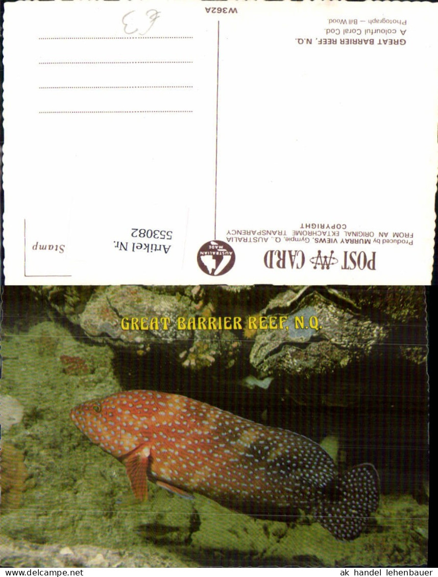 553082,Tiere Australia Great Barrier Reef Fisch Coral koralen Queensland