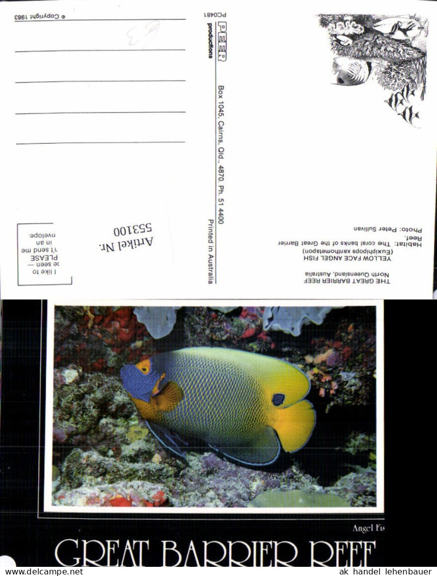 553100,Tiere Great Barrier Reef Australia Koralen Fisch Angel Fish