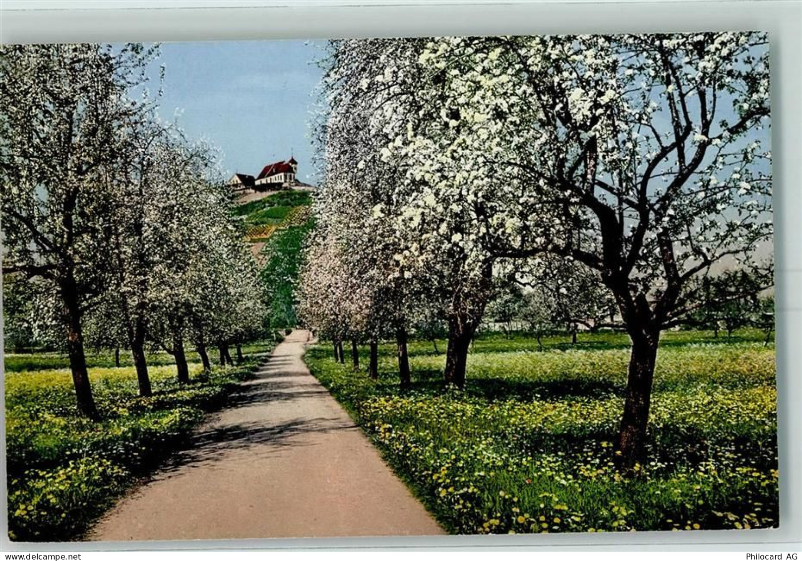 5603 Staufen - Baumblüte Weg Staufberg - 10394176