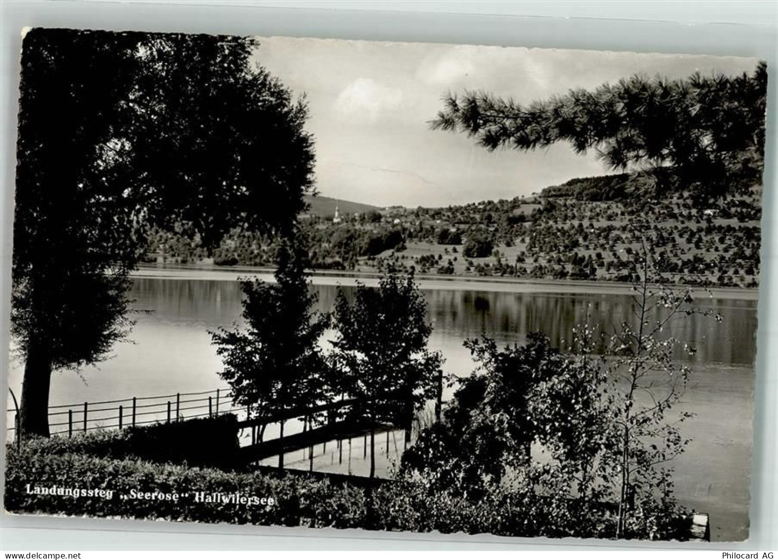 5616 Meisterschwanden 1955 Foto AK Hallwilersee - 38071121