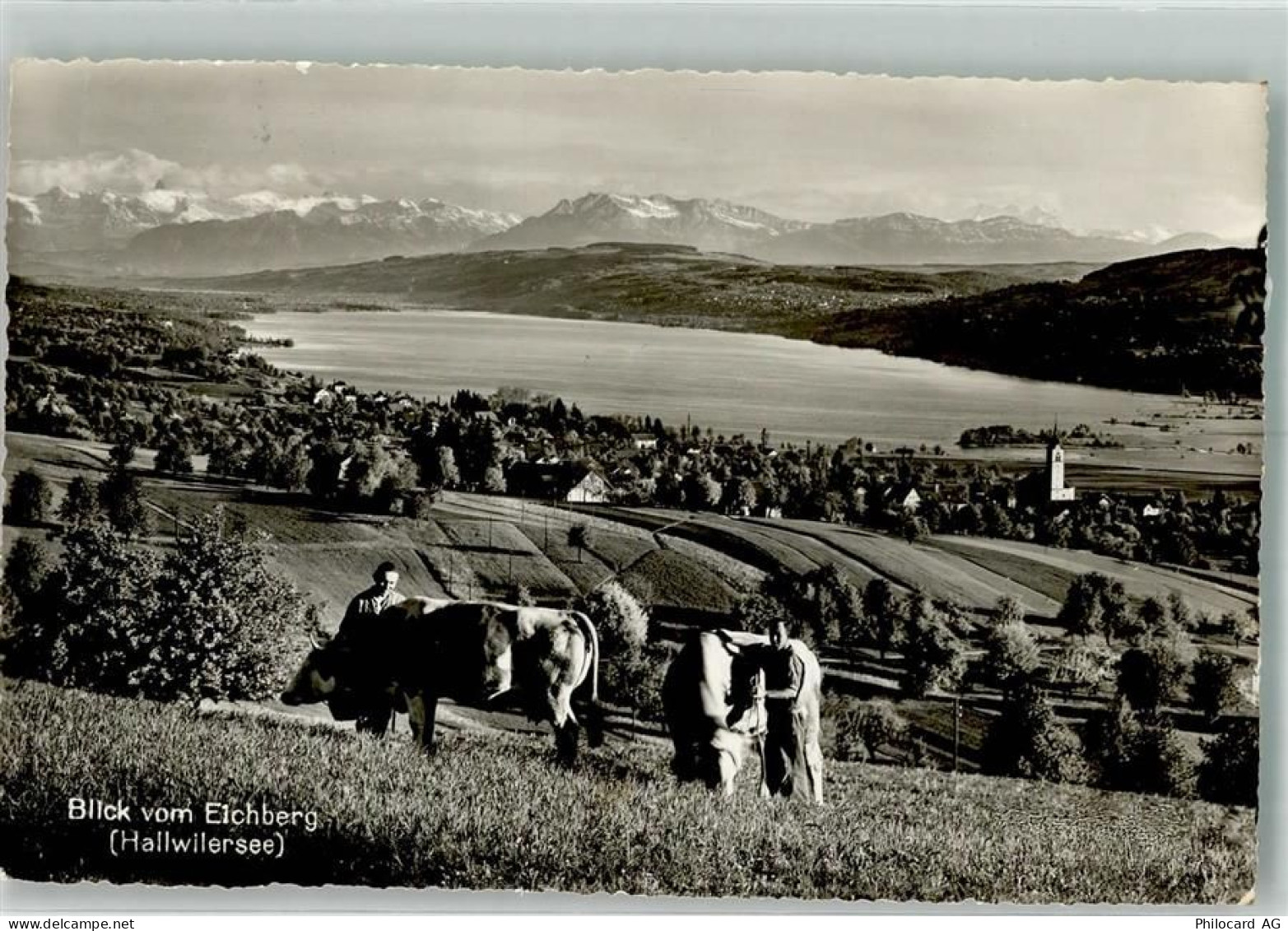 5707 Seengen 1953 Foto AK Hallwilersee - 38067534