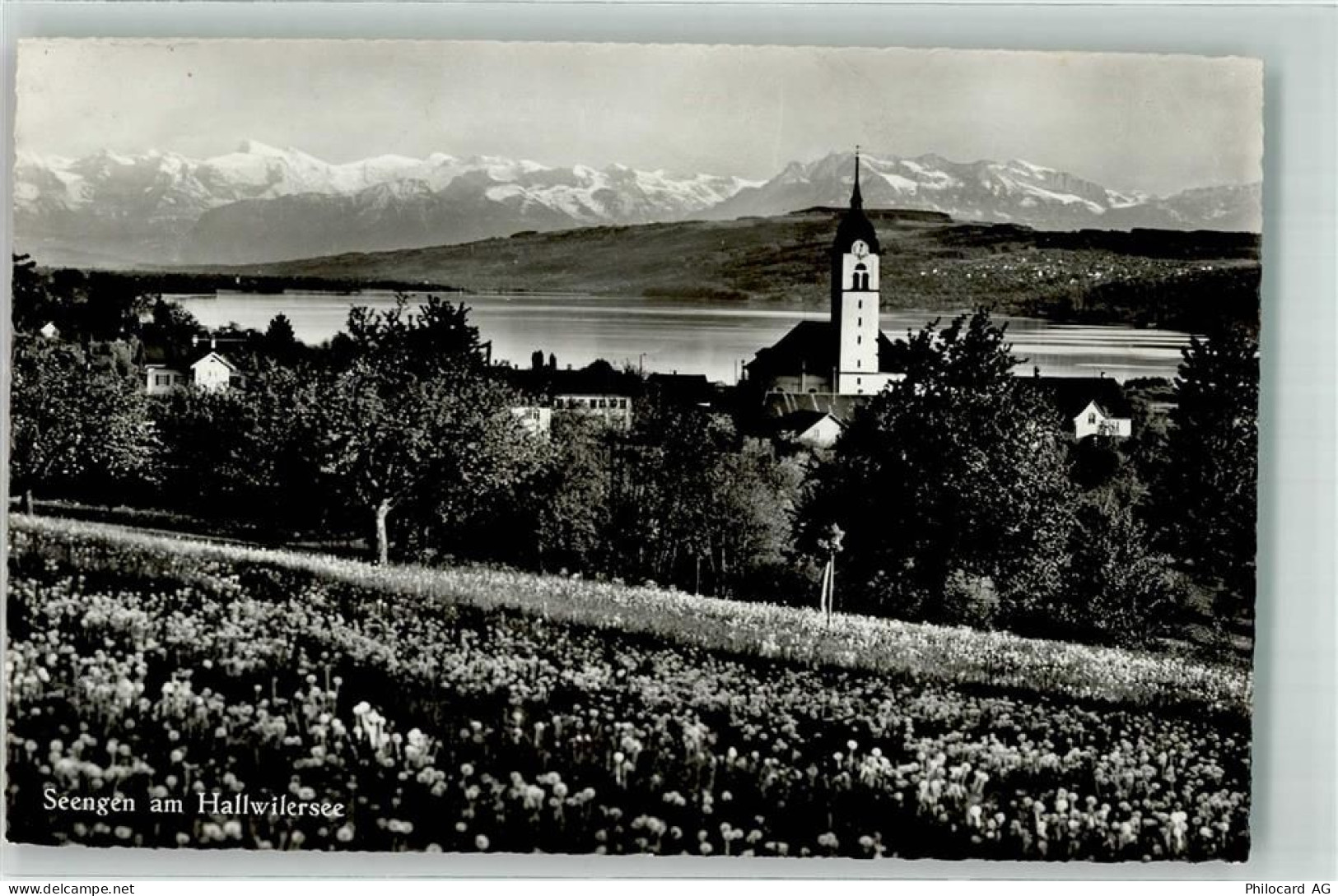 5707 Seengen Foto AK Hallwilersee - 39700582
