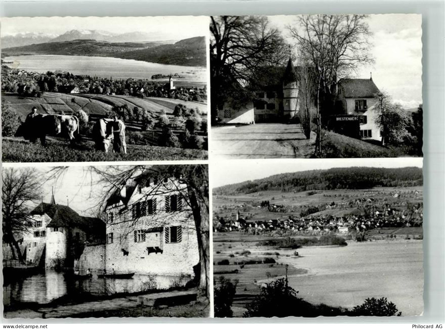 5707 Seengen Foto AK Hallwilersee Kühe Schloss - 39701579