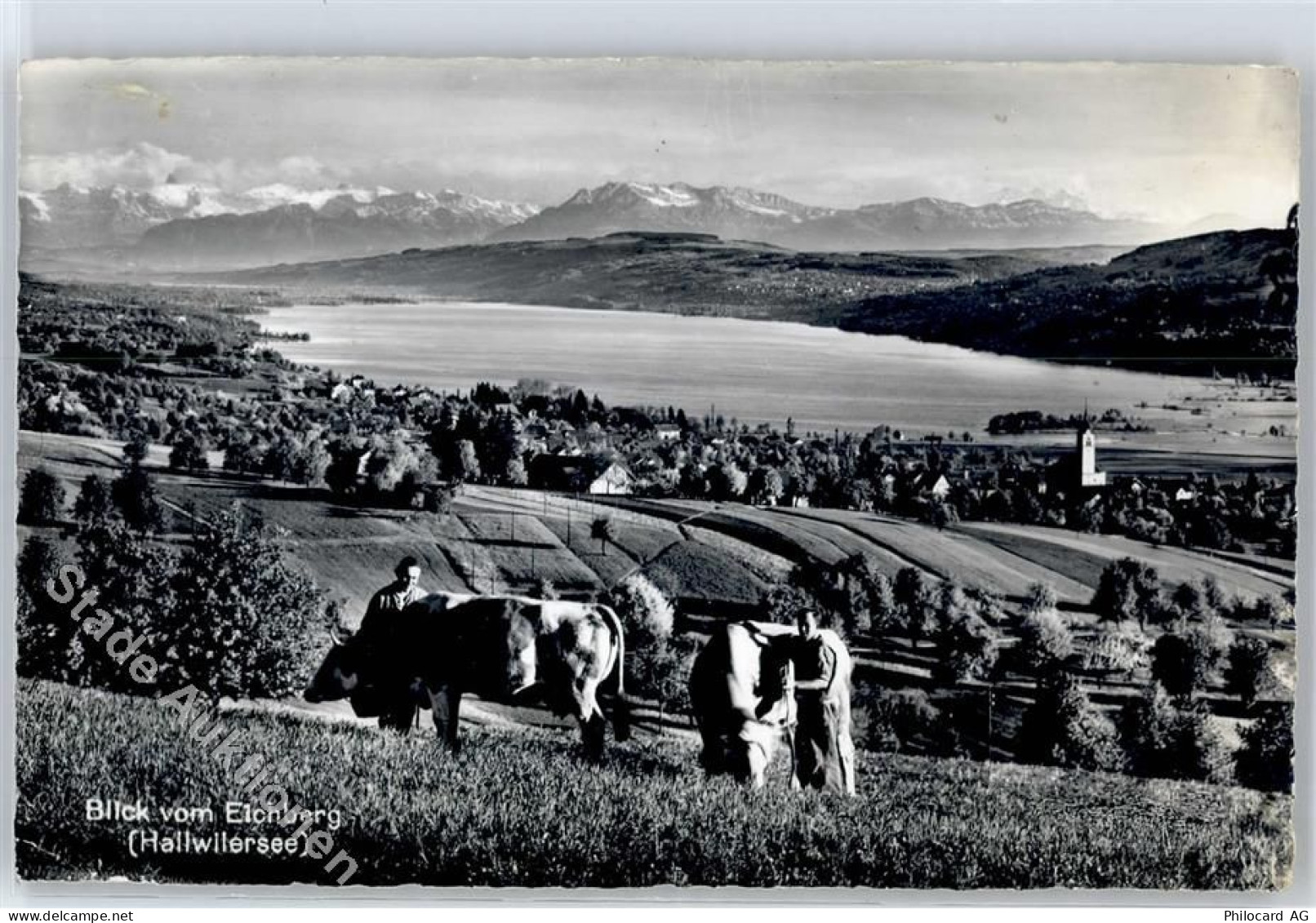 5707 Seengen - Hallwilersee, Kühe, Kirche - 51279672