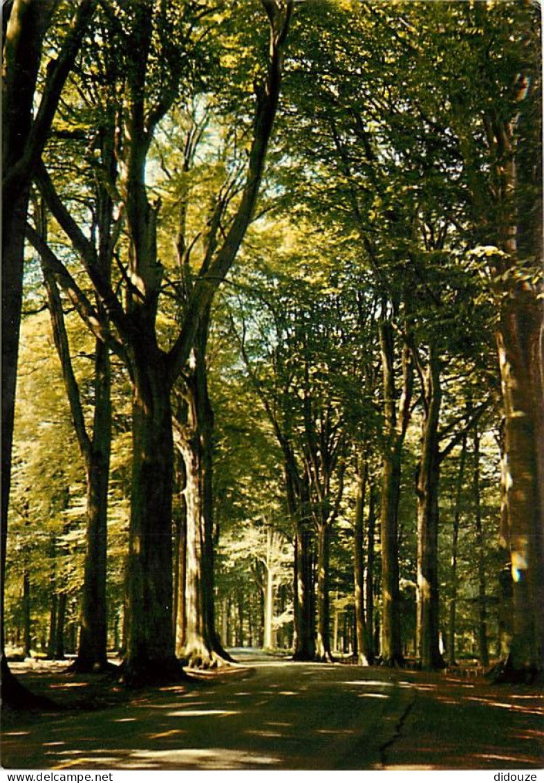 59 - Saint Amand les Eaux - L'Allée des Hêtres - CPM - Voir Scans Recto-Verso