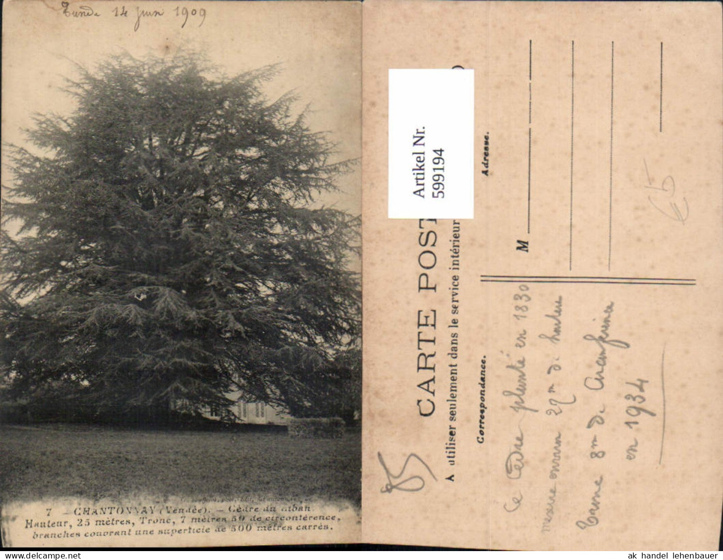 599194,Chantonnay Vendee Cedre Baum France