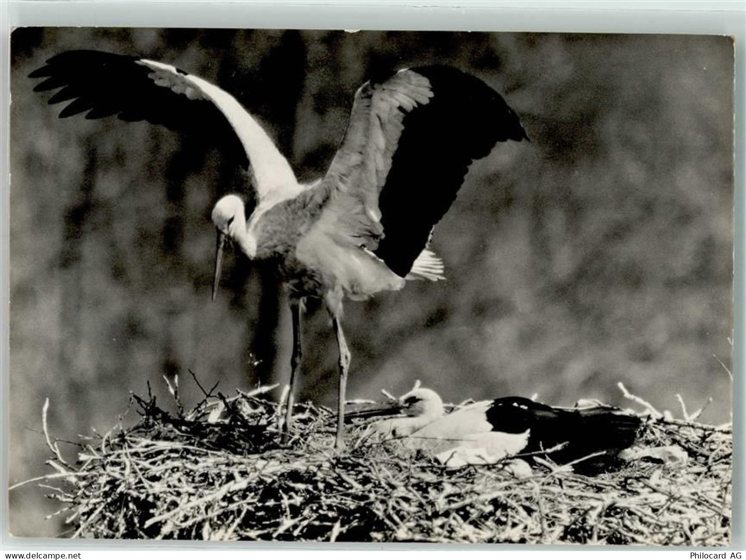 6204 Sempach - Storchennest Fütterung Vogelwarte - 39699577