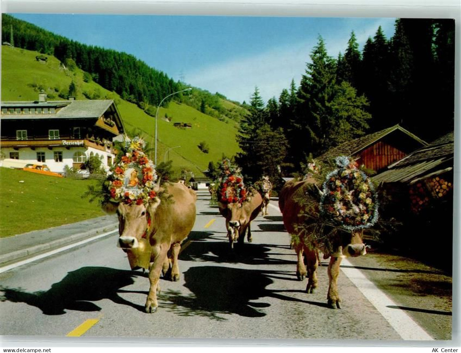 6281 Gerlos - Almatrieb Kühe - 10280462