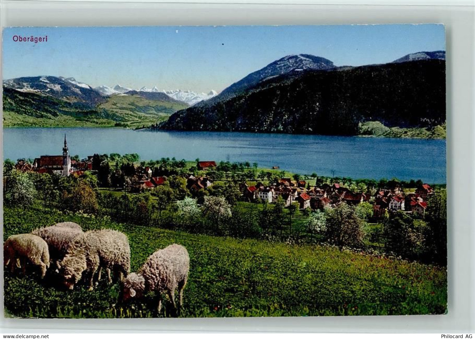 6315 Oberägeri - weidende Schaffe - 10161839