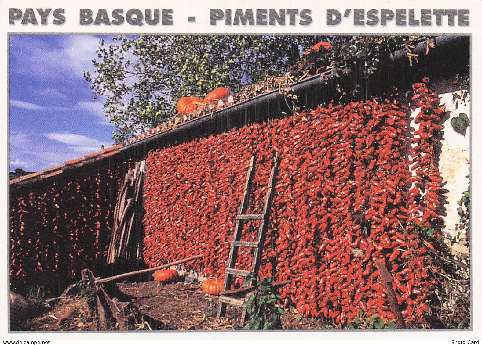 64 ESPELETTE PIMENTS D ESPELETTE
