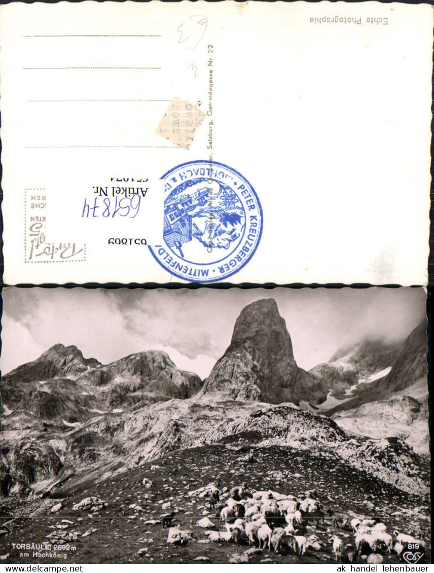 651874,Foto Ak Torsäule a. Hochkönig Mühlbach am Hochkönig Schafe