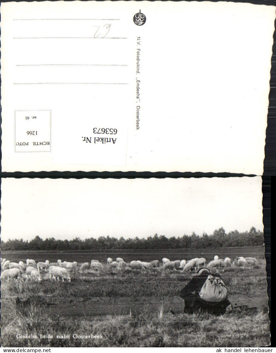 653673,Foto Ak Renkum Ginkelse heide nabij Oosterbeek Schafe Schäfer Nederlands