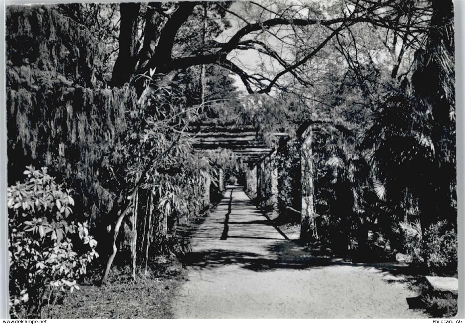 6614 Brissago - Isole di Brissago, Botanischer Garten AKU2 - 50737964