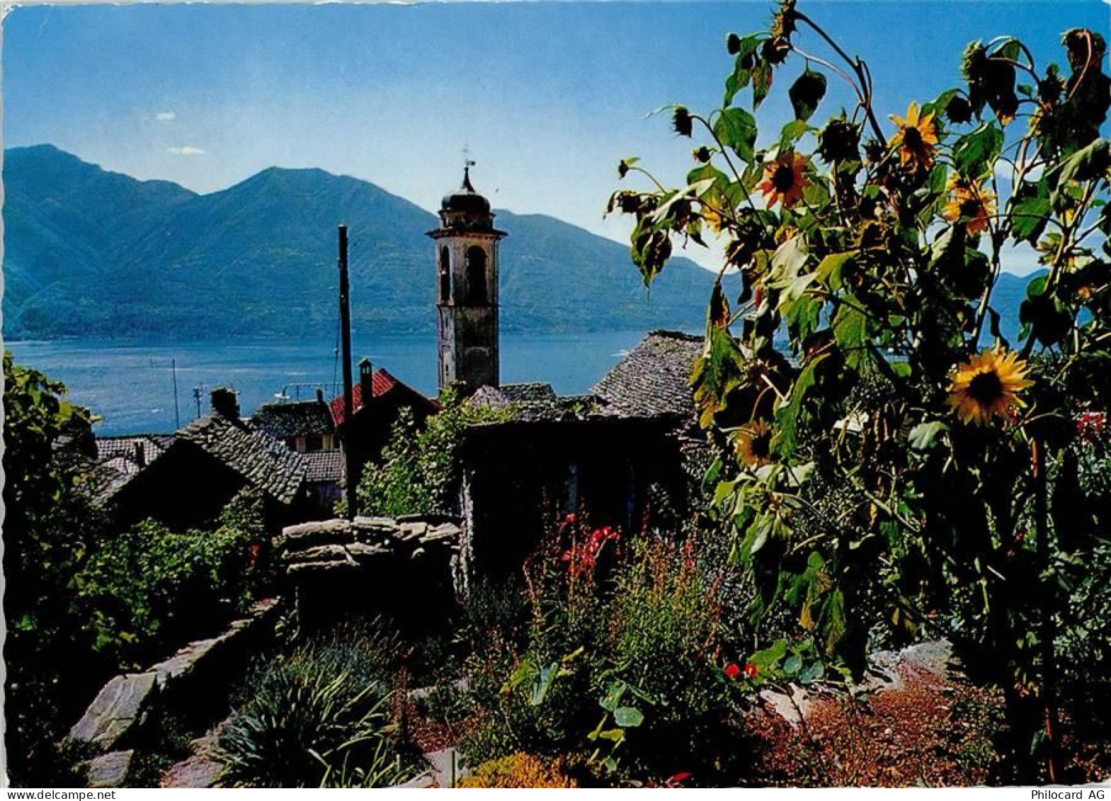 6645 Brione sopra Minusio - Sonnenblumen schauen auf die Kirche Rustico'... - 40145290