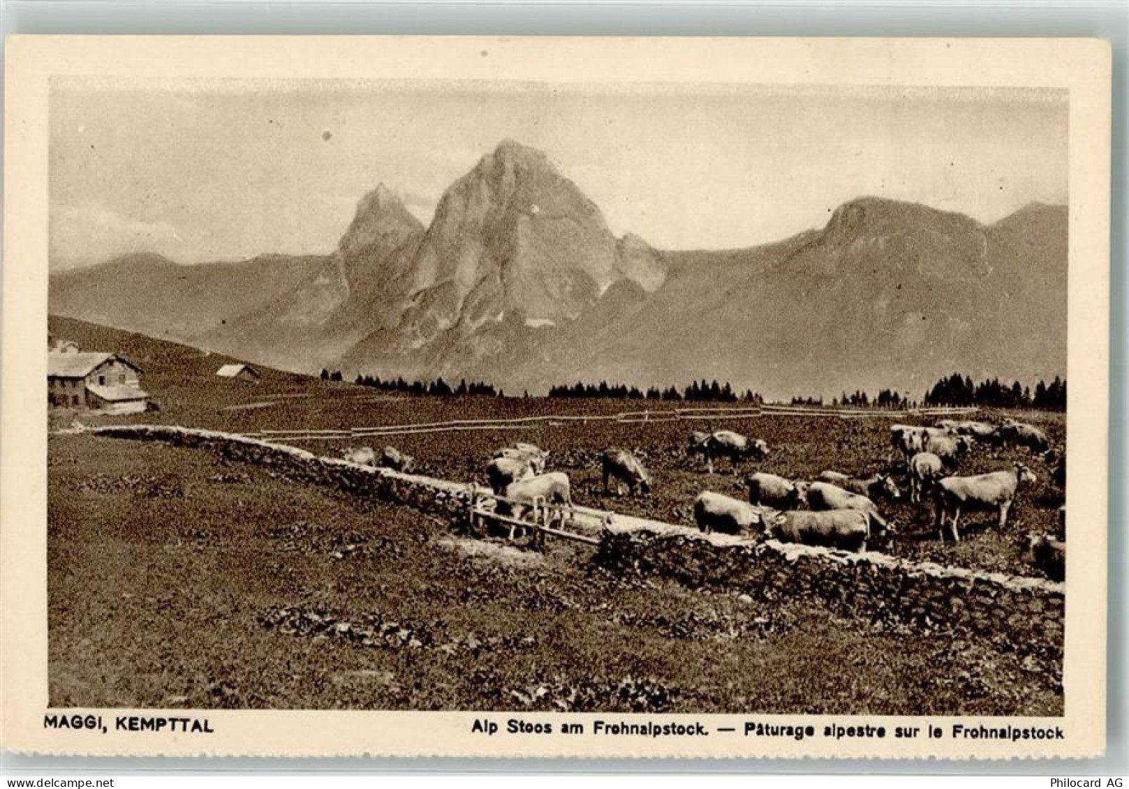 6673 Maggia - Alp Stoos Frohnalpstock Kempttal Kühe - 39691889