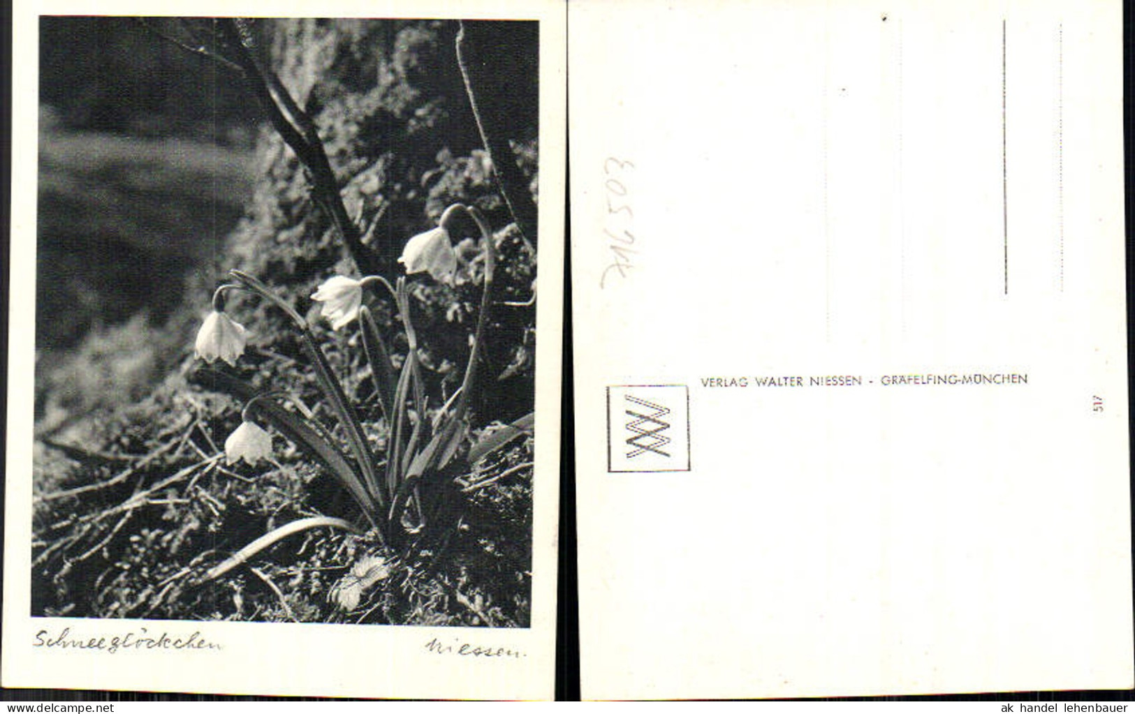 716503 Verlag Walter Niessen Gräfelfing München Schneeglöckchen Blumen