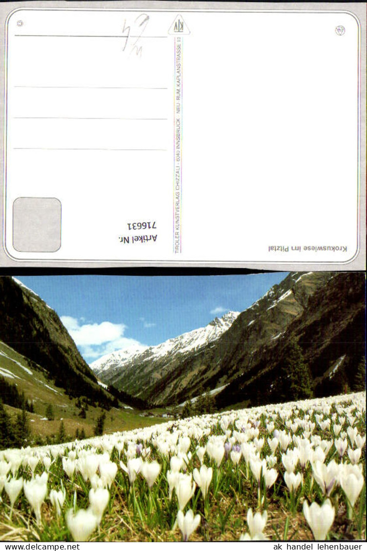 716631 Krokuswiese im Pitztal St Leonhard im Pitztal Jerzens Wenns Arzl im Pitztal