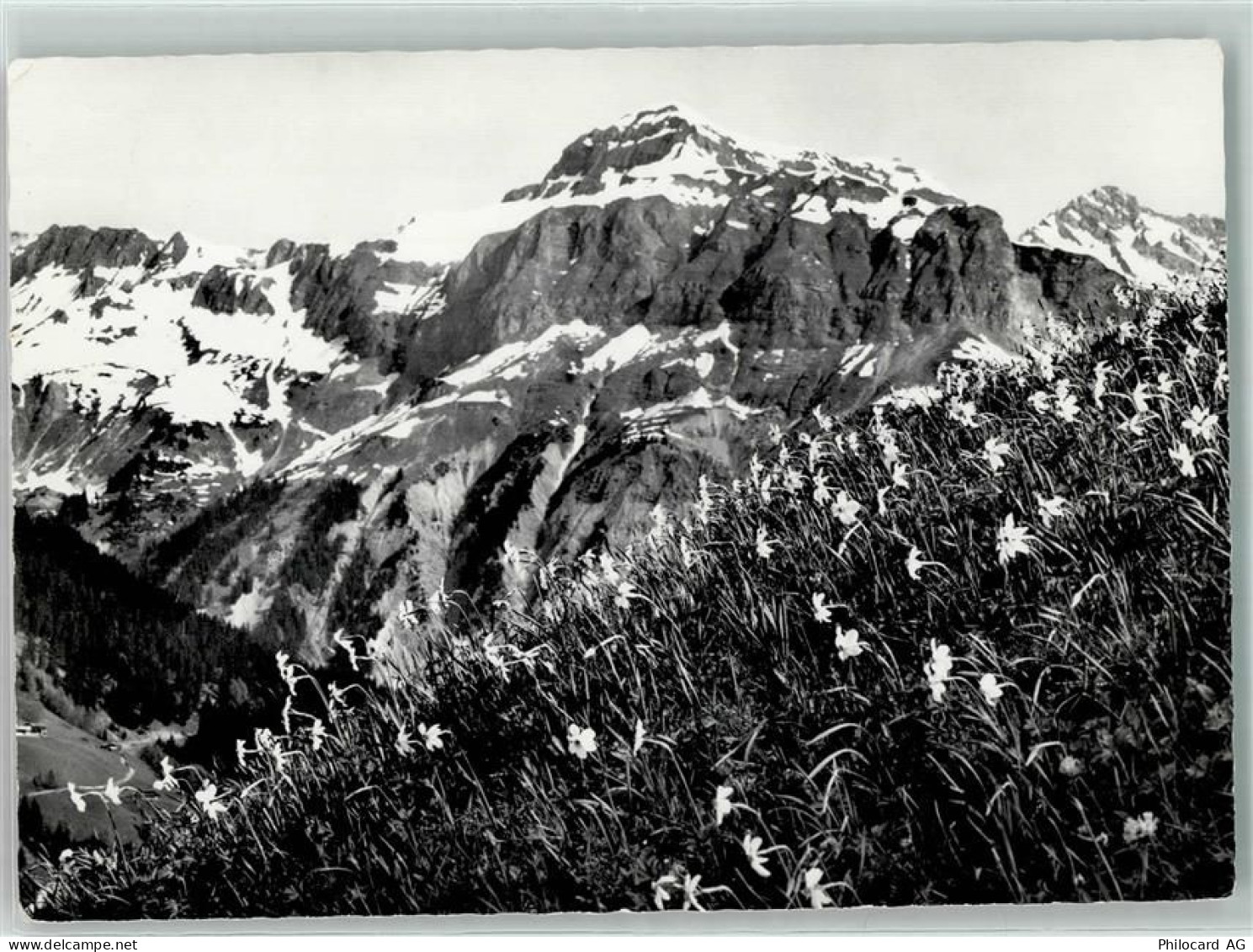 7215 Fanas - Narzissenwiese Tschungel Hornspitz - 10498913