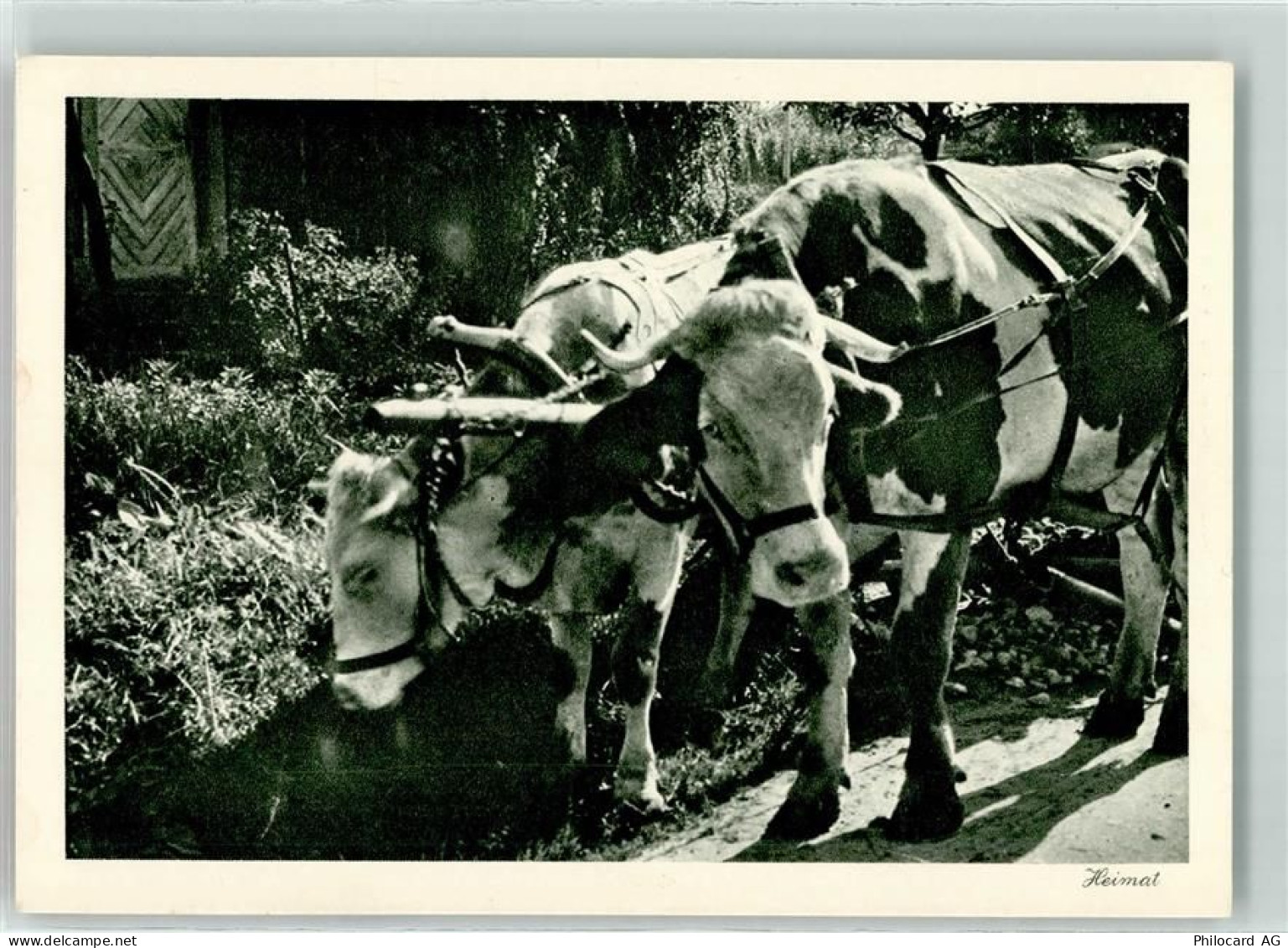 7220 Schiers - Kühe am Karren Rast - 39405088