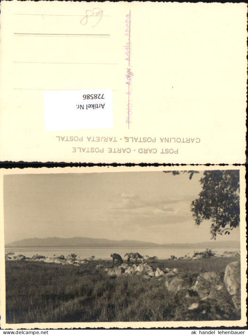 728586 Foto AK Addis Abeba Pferde Küste Äthiopien