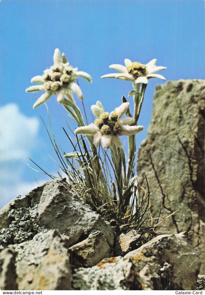 73 COURCHEVEL COURCHEVEL