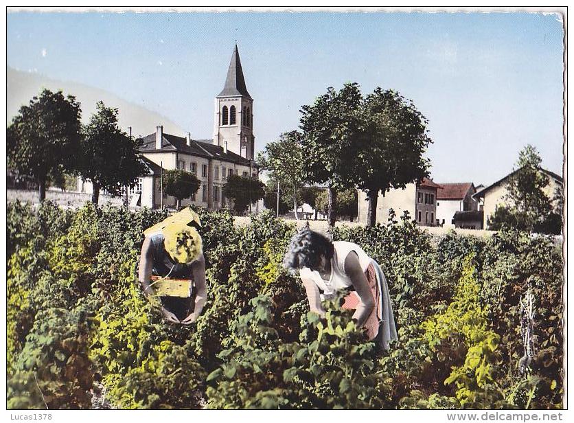 74 / 74 - Savoie - Léman - Faucigny - La Cueillette des Framboises