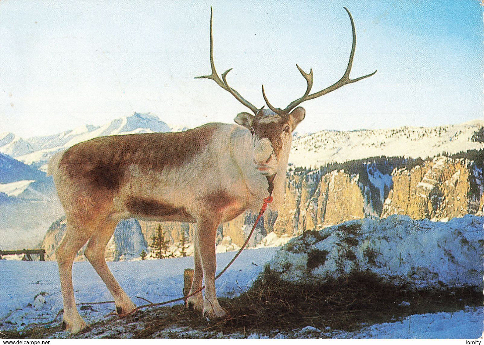 74 Avoriaz renne de Morzine Avoriaz CPSM GF