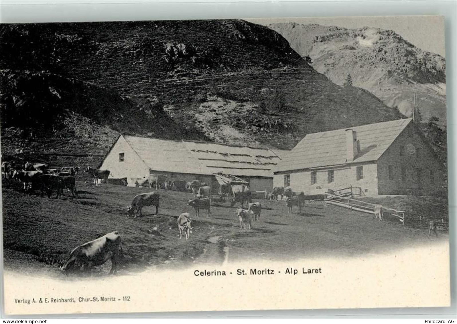 7505 Celerina/Schlarigna - Alp Laret Kühe - 10644059