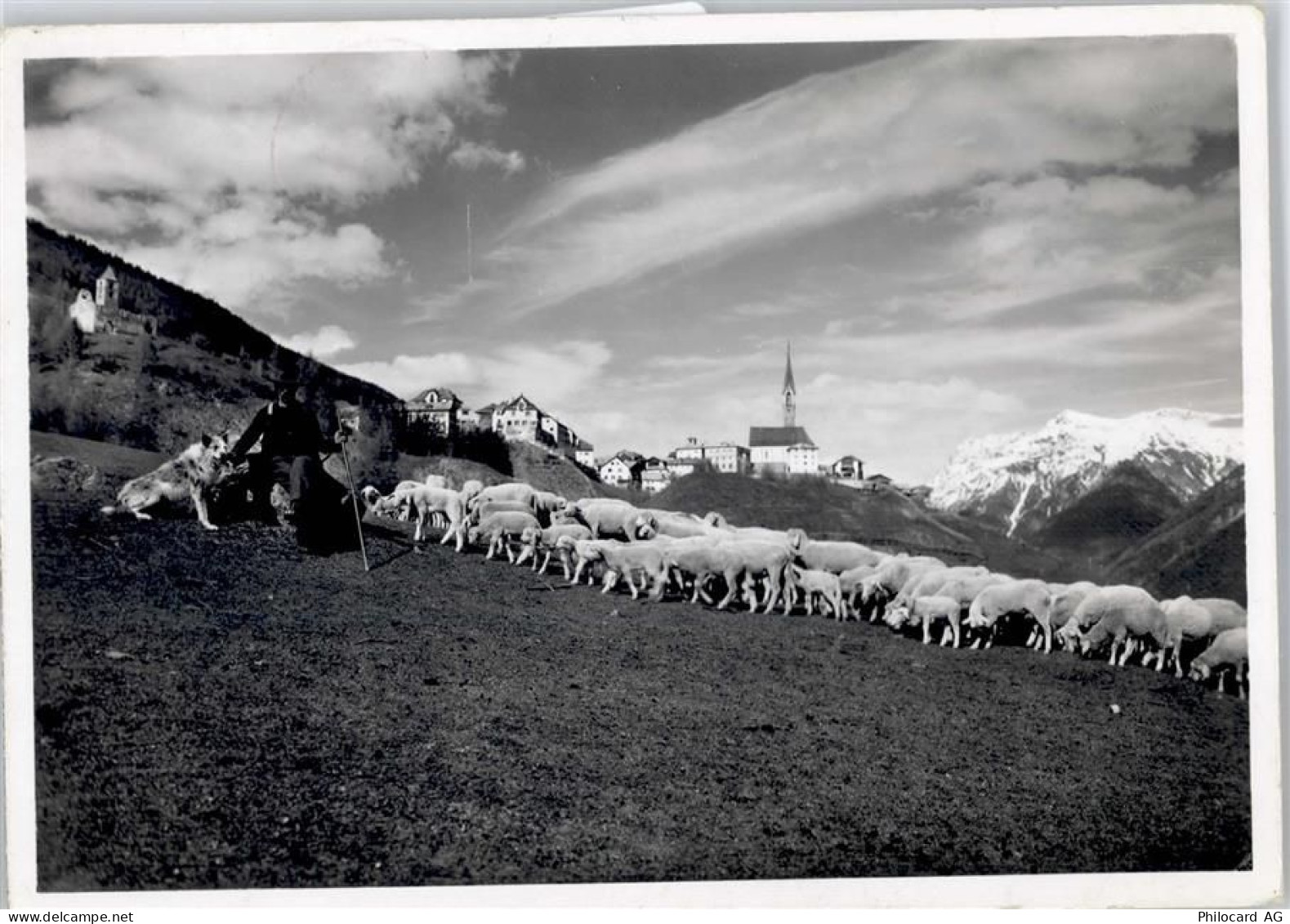 7554 Sent - Schafherde - 50799771