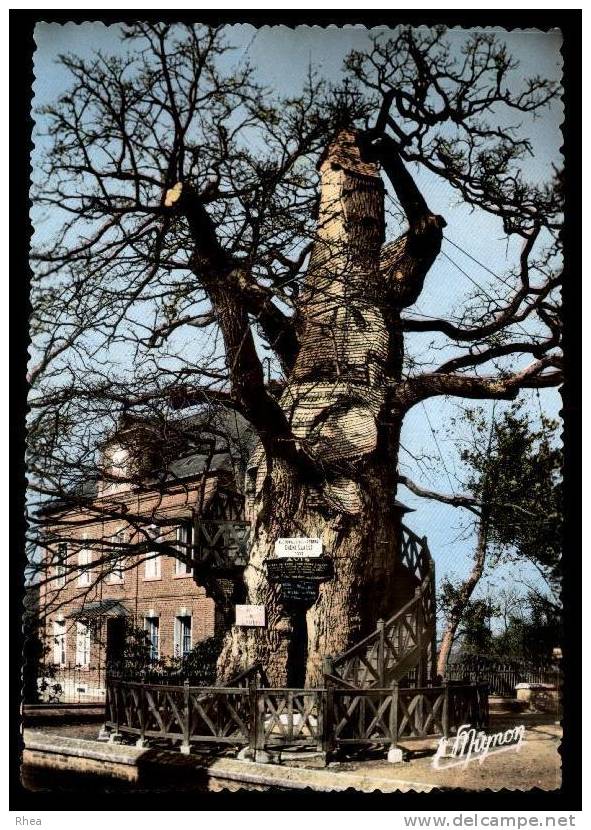 76 Allouville-Bellefosse arbre chene D76D K76758K C76001C RH095782