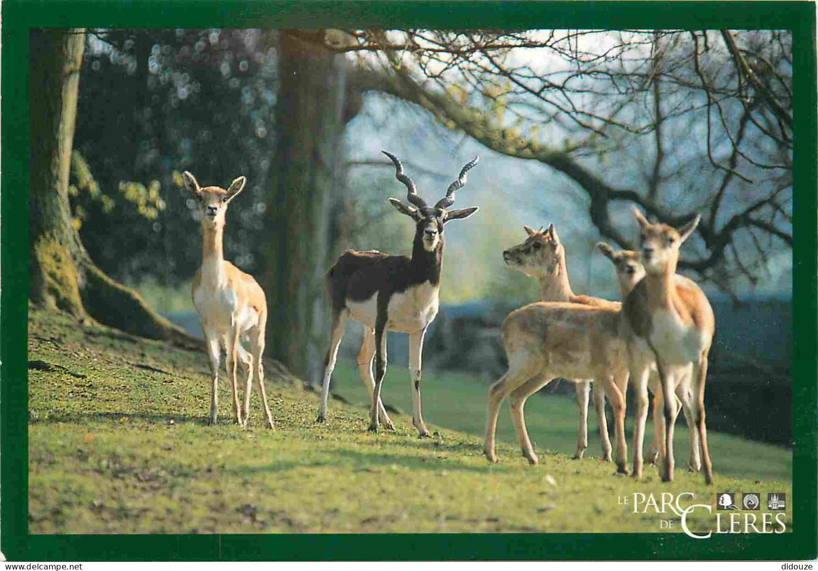 76 - Clères - Le Parc de Clères - Antilope cervicapre - Zoo - CPM - Voir Scans Recto-Verso