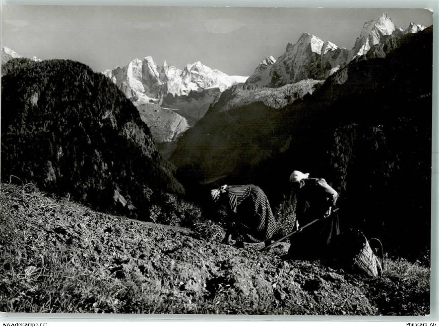 7610 Soglio - Kartoffelernte - 10396061