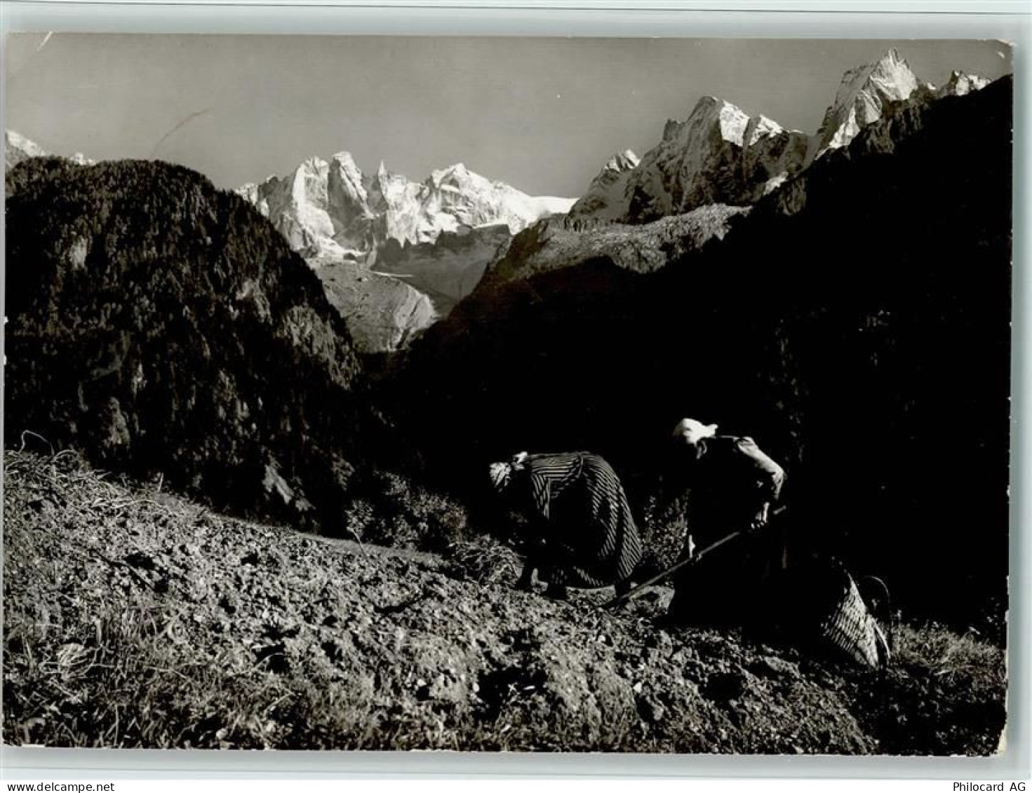 7610 Soglio - Kartoffelernte bei Soglio Blick in die Scioragruppe - 11088413