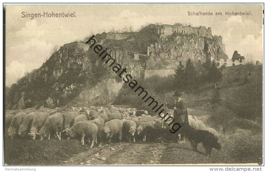 78224 Singen Hohentwiel - Schafherde - Verlag A. Weber Singen