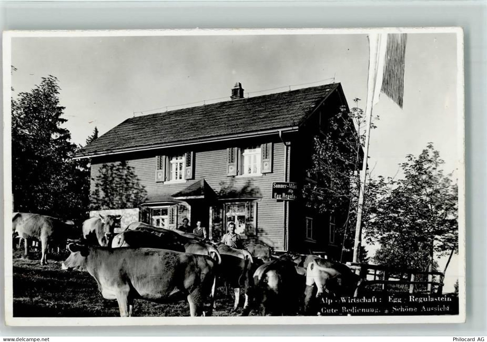 8132 Egg bei Zürich - Alp-Wirtschaft Kühe - 13110426