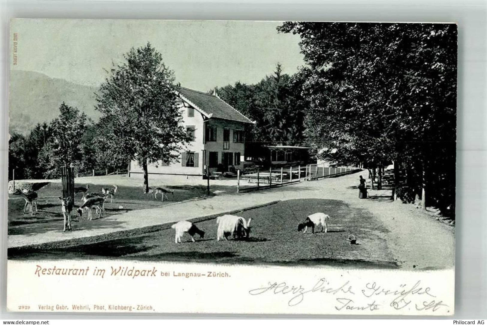 8135 Langnau am Albis 1903 Foto AK Ziege Gasthaus im wildpark - 10749651