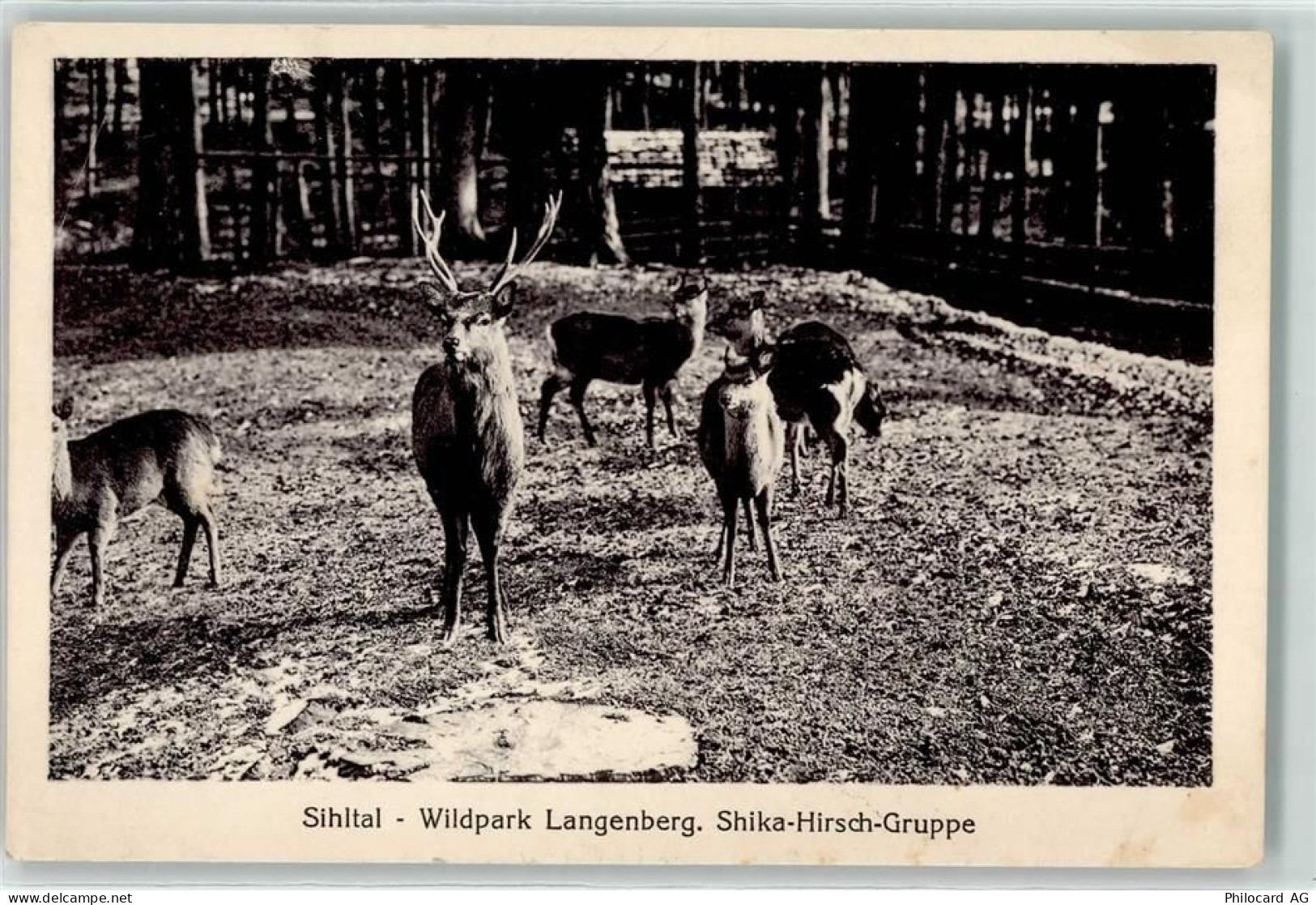 8135 Langnau am Albis - Sihltal Wildpark Langenberg Shika Hirsch Gruppe... - 10591107
