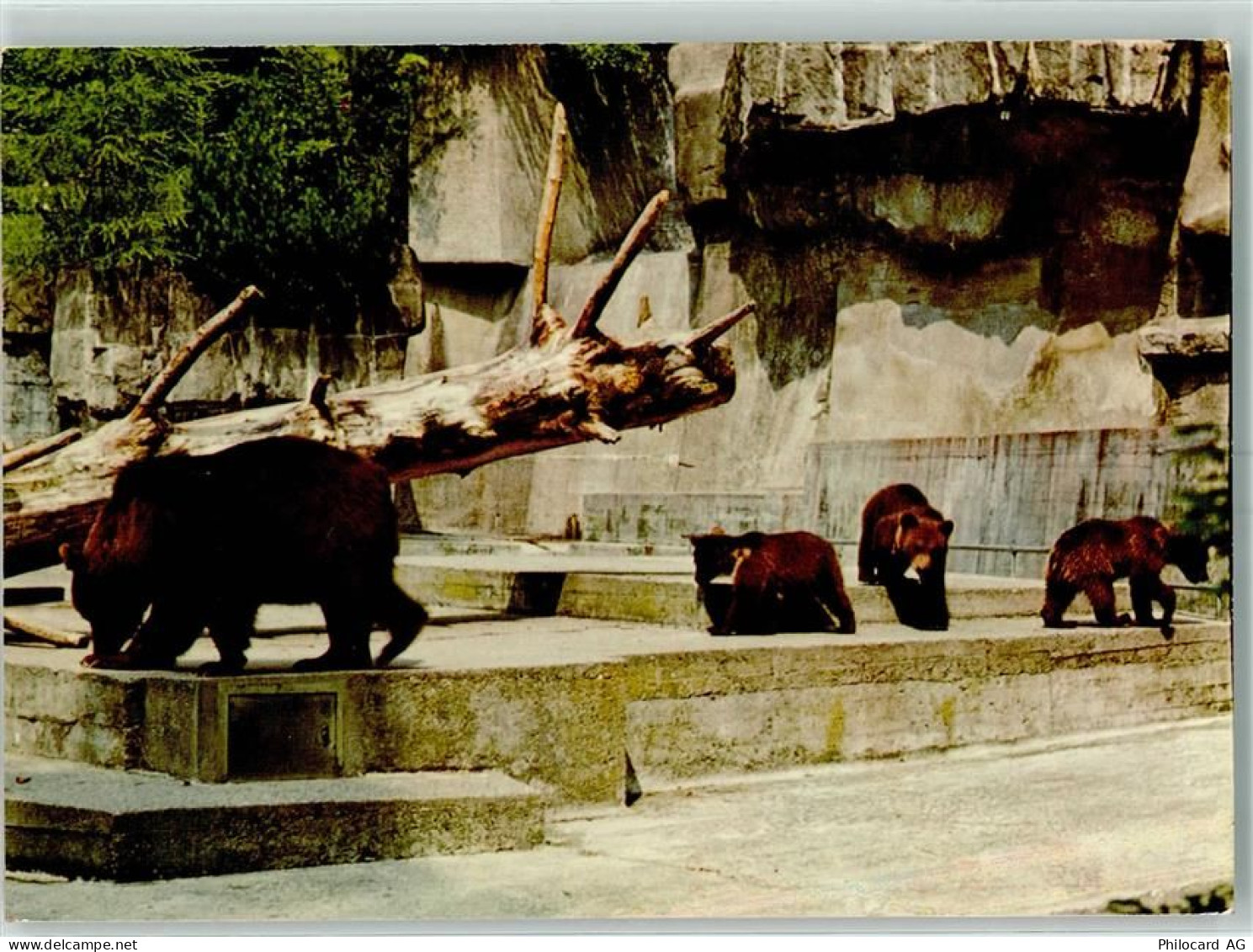 8135 Langnau am Albis - Wildpark Langenberg Bären - 10392062