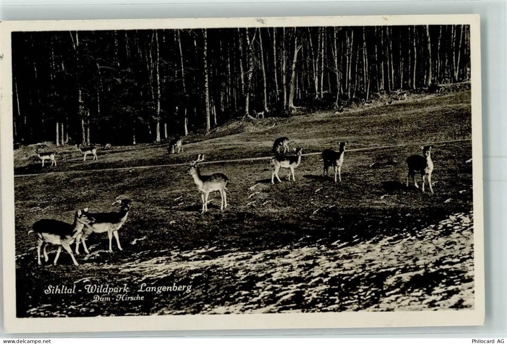 8135 Langnau am Albis - Wildpark Langenberg Damhirsche - 10392248