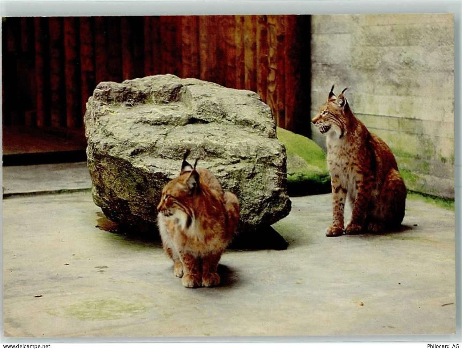 8135 Langnau am Albis - Wildpark Langenberg Luchse - 10392063