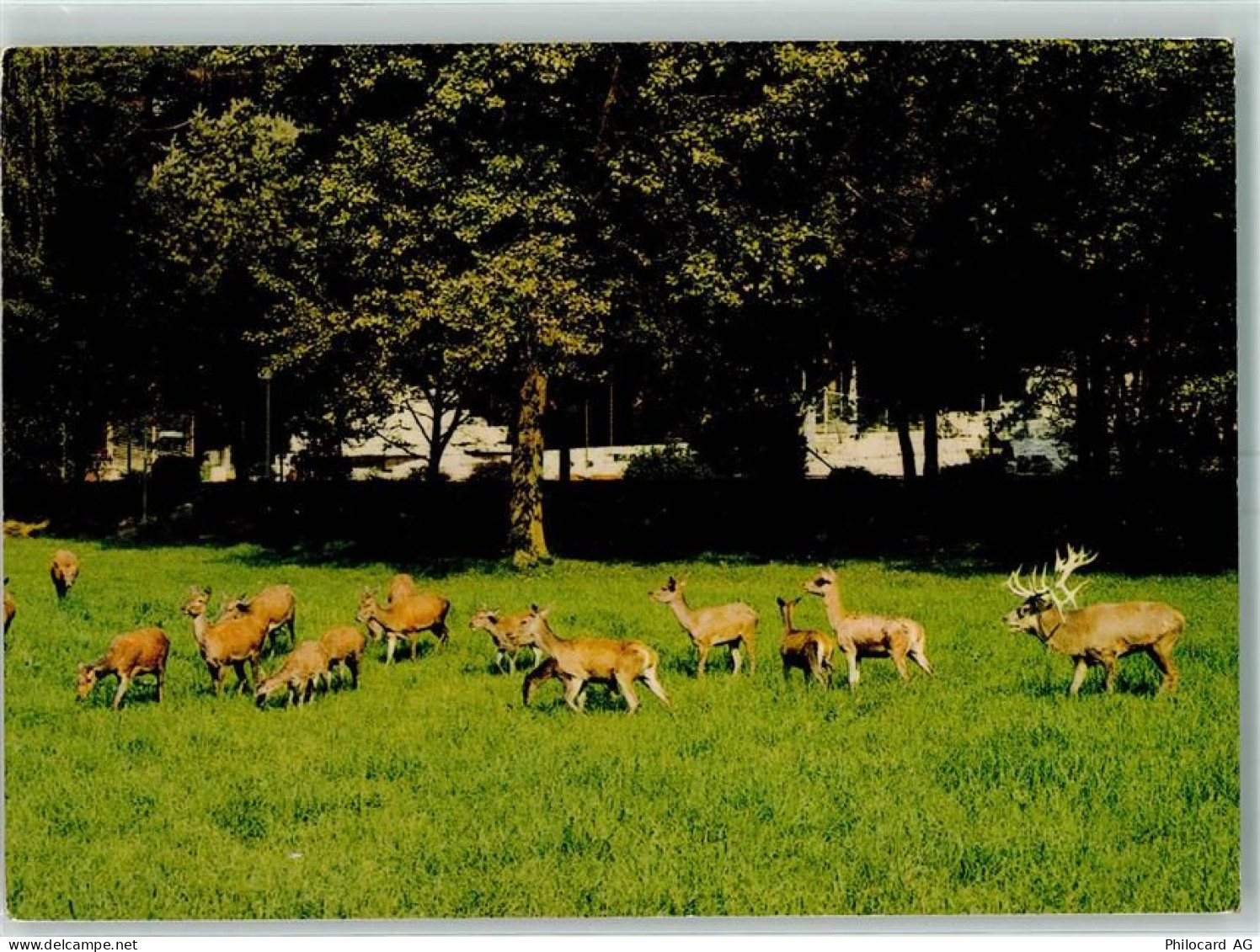 8135 Langnau am Albis - Wildpark Langenberg Rotwild - 10392061