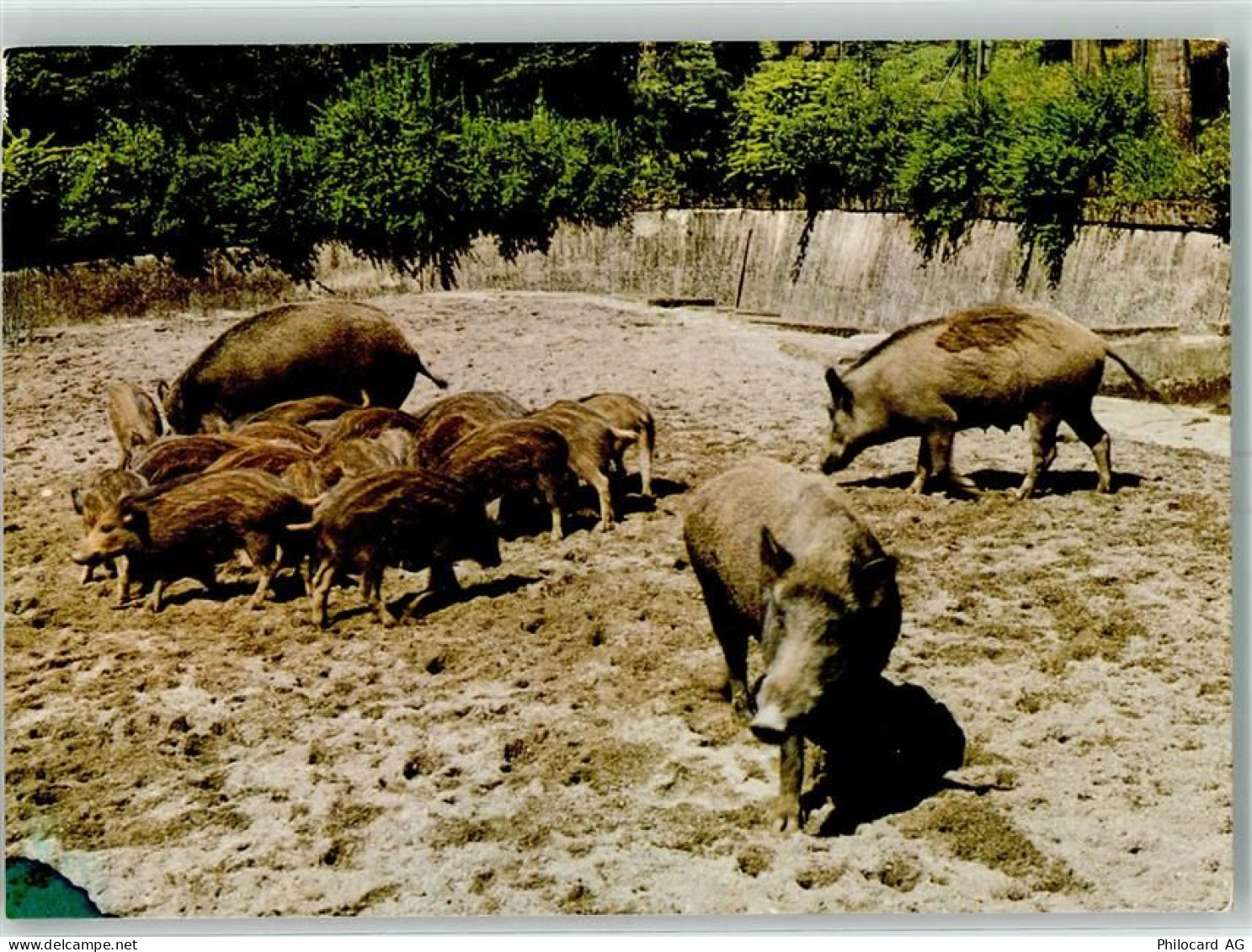 8135 Langnau am Albis - Wildpark Langenberg Wildschweine - 10392065