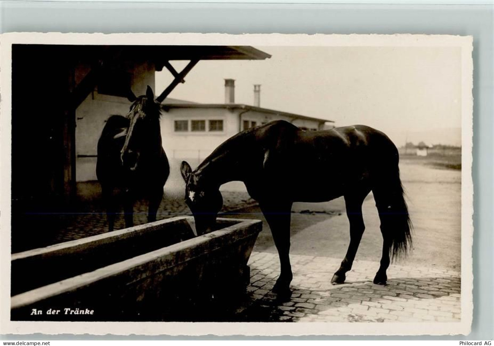 8180 Bülach - An der Tränke Pferde - 13112098
