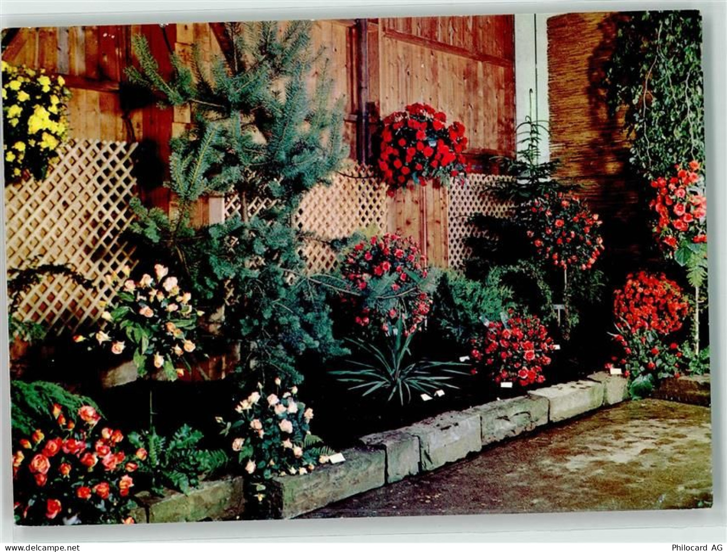 8197 Rafz Foto AK Rosenausstellung Fa. Hauenstein Foto A. Grüter - 39490412