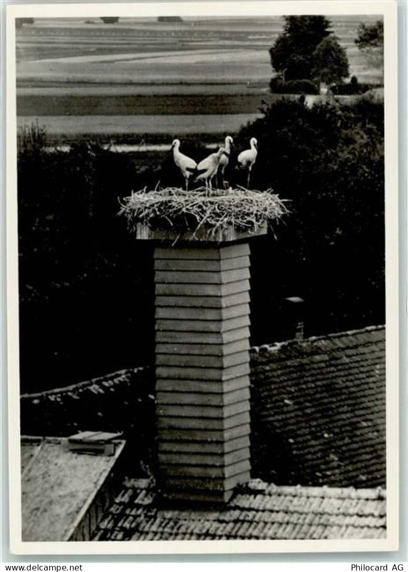 8213 Neunkirch - Kamin Storchennest Jungstörche - 39699372