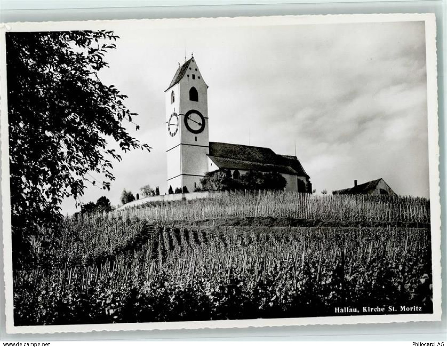 8215 Hallau - Bergkirche St. Moritz Reben - 11051862