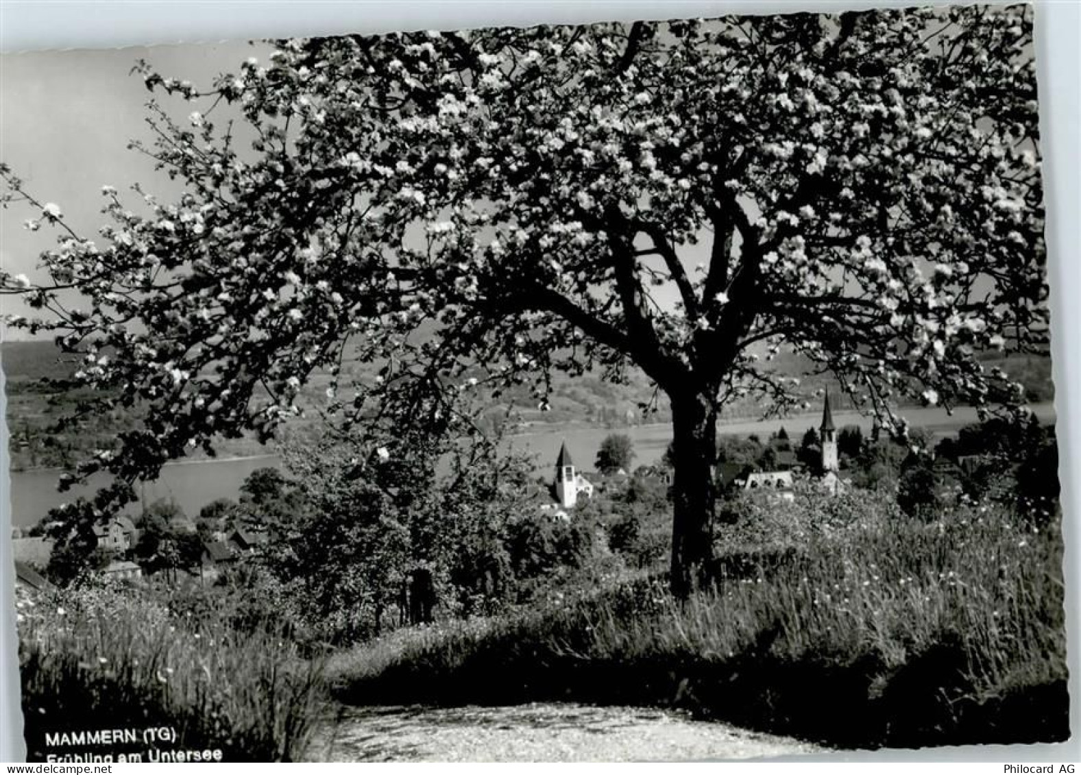 8265 Mammern - Untersee - 51950437
